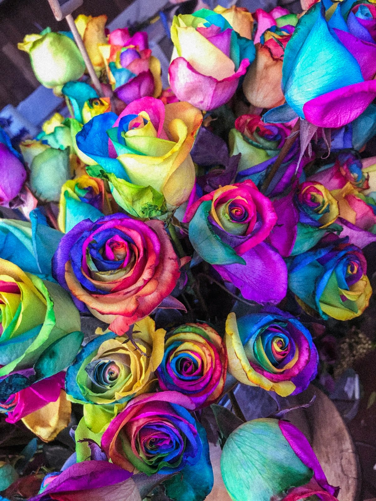 Selection of the 10 most essential flowers every beginner should know how to recognise displayed at a florist shop