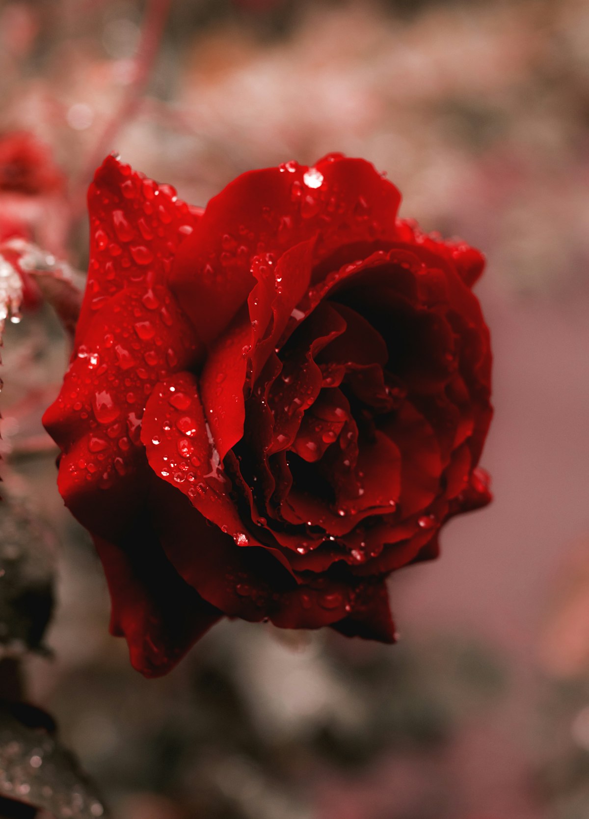 Ranunculus flower with extraordinary layers of delicate paper-thin petals showing what a high petal count looks like