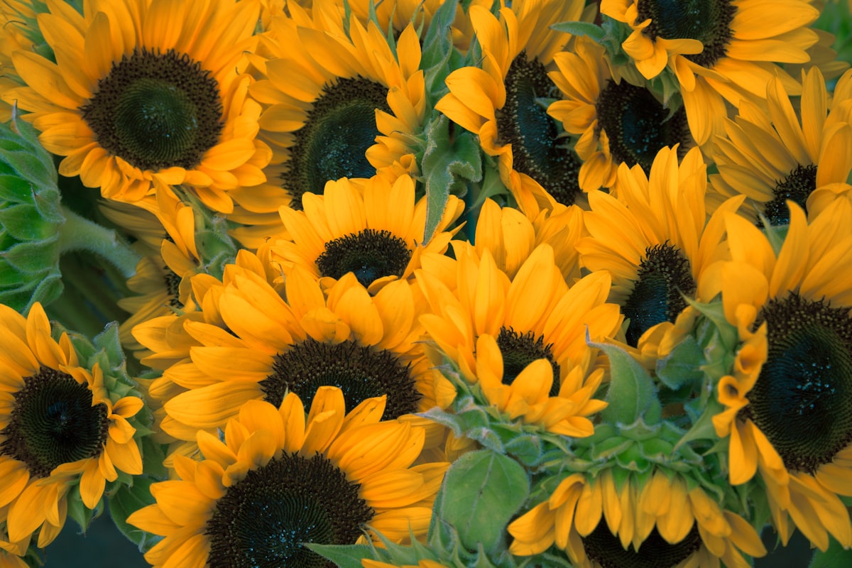Popular flower varieties at a top-rated flower shop showing the breadth of what local US florists stock